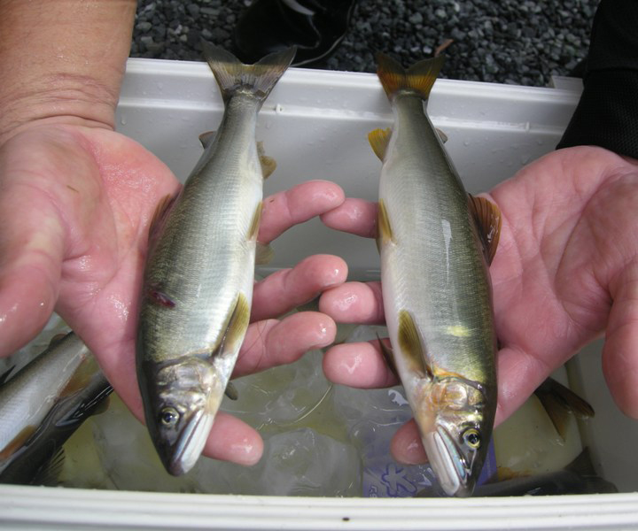 狩野川の釣り